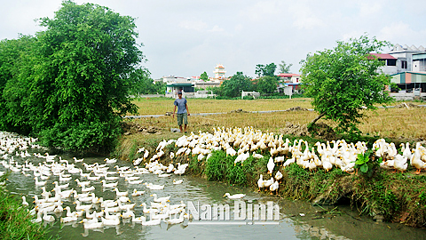 Nông dân Mỹ Hà phát triển kinh tế trang trại, gia trại