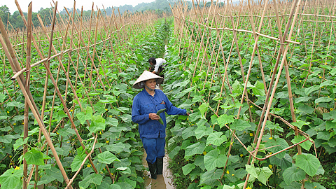 Chuyển đổi đất trồng lúa kém hiệu quả sang các mô hình canh tác nông nghiệp khác