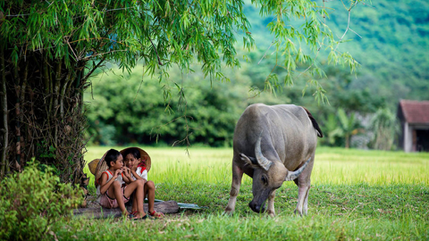 Nhớ bóng tre làng