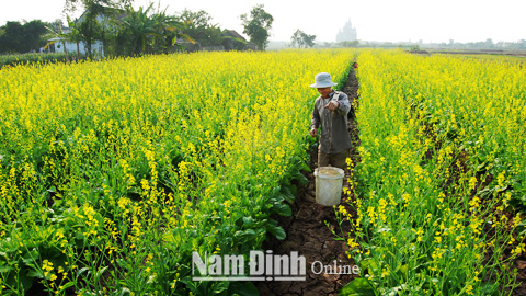 Vườn mẹ mùa đông