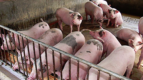 Nhiều địa phương không phát sinh thêm lợn bệnh