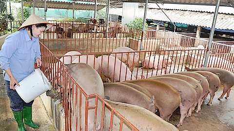 Hỗ trợ khách hàng vay vốn bị thiệt hại do ảnh hưởng của dịch tả lợn châu Phi