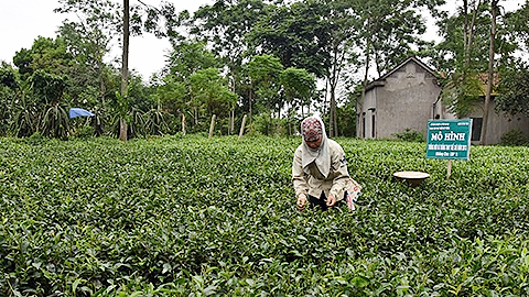 Hà Nội: Xây dựng thương hiệu để gia tăng giá trị nông sản