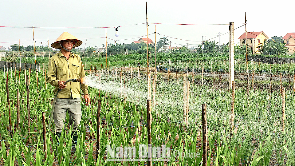 Hiệu quả tích cực từ chuyển đổi cơ cấu cây trồng, vật nuôi ở Mỹ Lộc