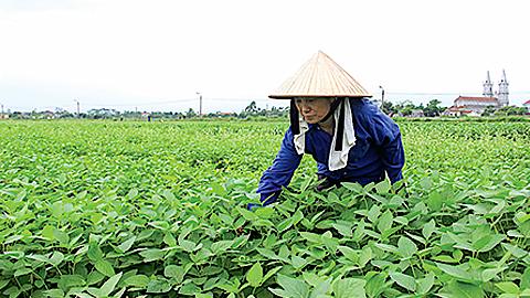 Chăm sóc cây đậu tương đông