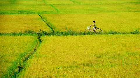 Vẫn nguyên hương lúa