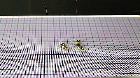 Chế tạo robot ruồi siêu nhỏ có thể theo dõi mọi ngóc ngách
