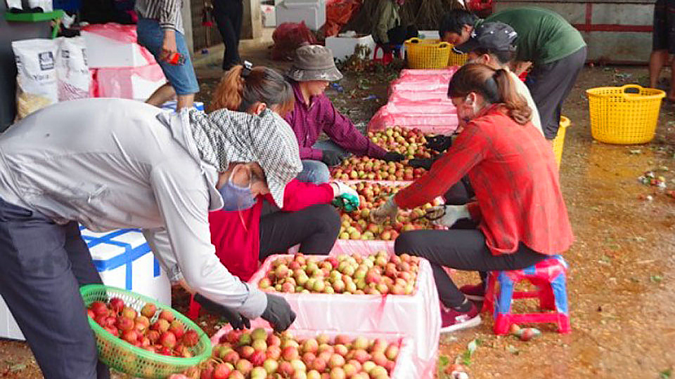Bắc Giang: Đã sẵn sàng cho việc tiêu thụ vải thiều mùa vụ 2020