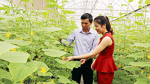 Bắc Ninh: Tập trung phát triển nông nghiệp hàng hóa