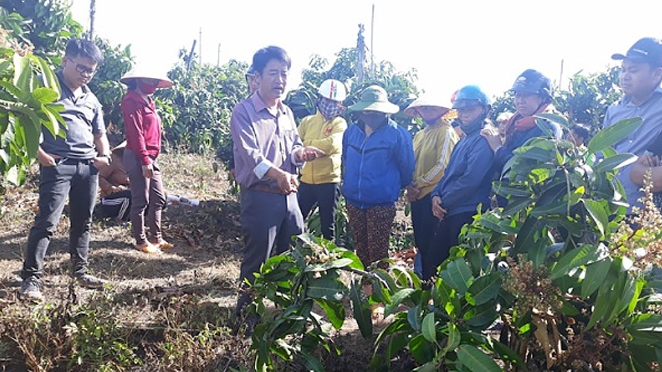 Ðắk Nông: Hình thành 5 vùng sản xuất nông nghiệp công nghệ cao