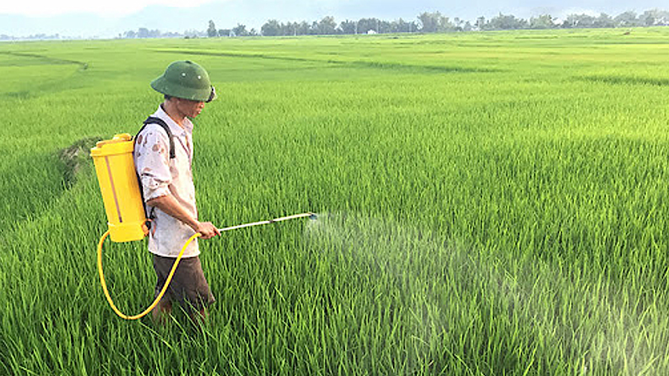 Tập trung phun trừ dịch hại bảo vệ lúa mùa cuối vụ
