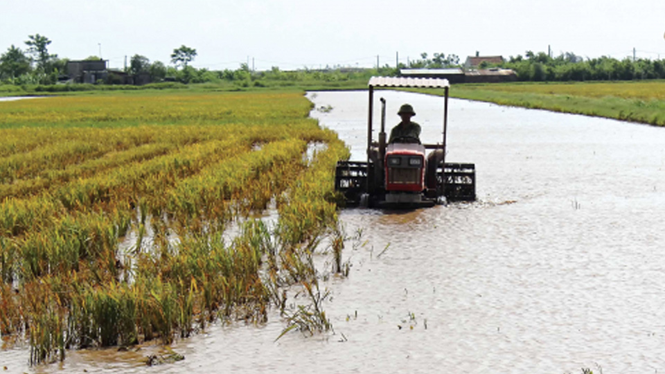 Thái Bình: Đẩy mạnh các loại hình sản xuất nông nghiệp