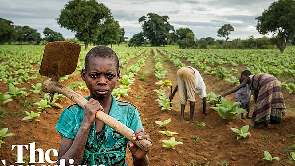 Pê-ru: Hủy bỏ đạo luật về lao động nông nghiệp