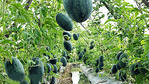 Kỹ thuật trồng và chăm sóc cây dưa hấu