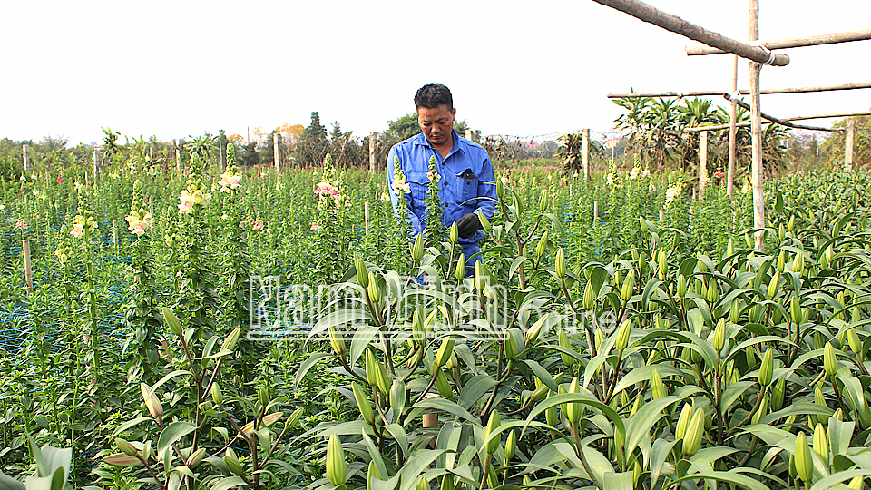 Khuyến khích nông dân sản xuất an toàn để phát triển bền vững