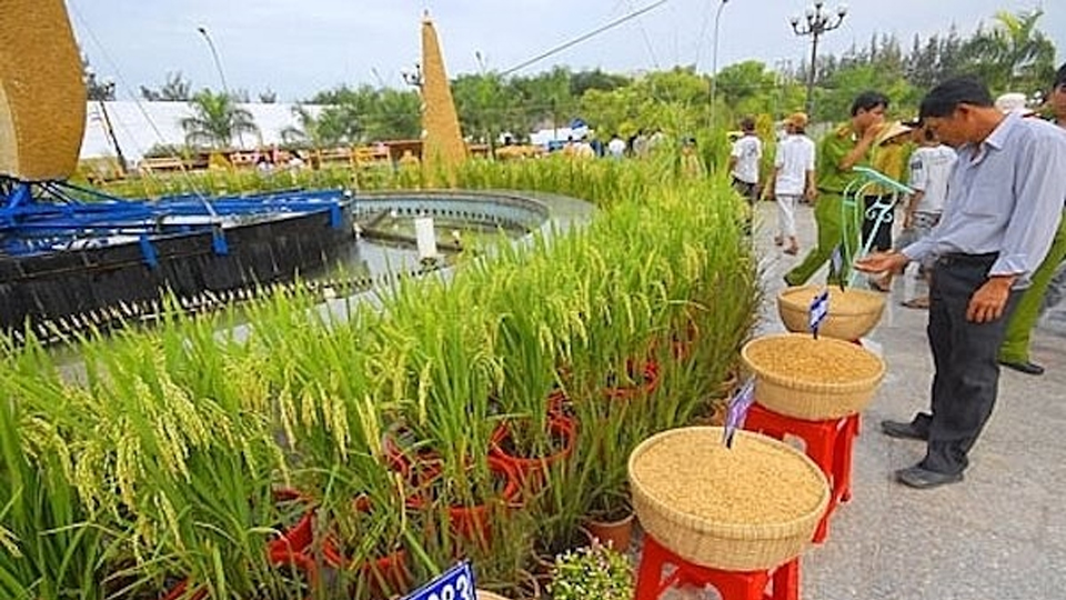 Vĩnh Long: Chuẩn bị cho Festival lúa gạo lần thứ 5