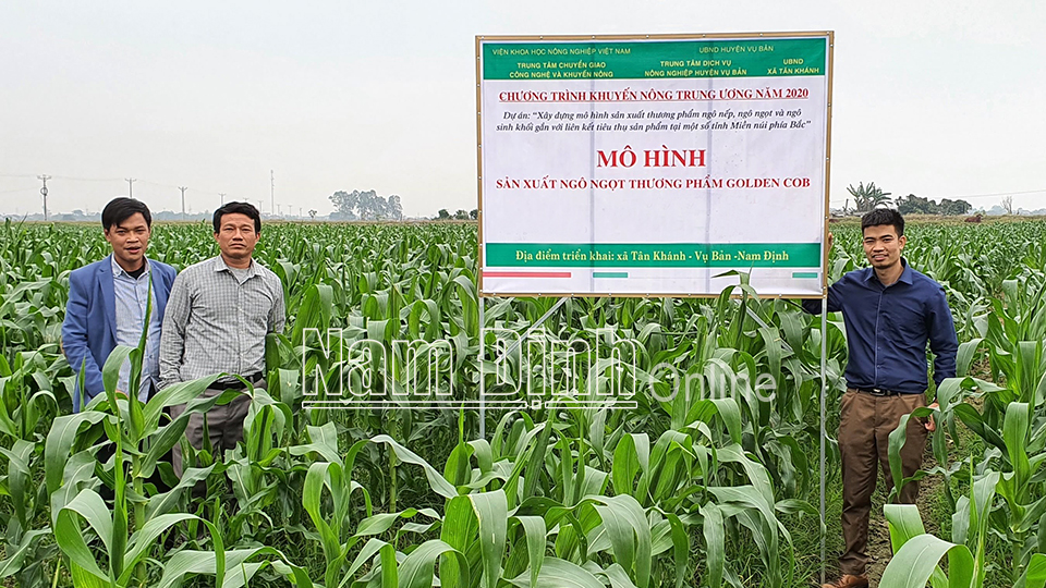 Từ hiệu quả mô hình liên kết sản xuất ngô ngọt Golden Cob