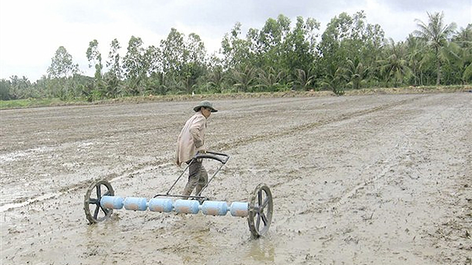 Một số lưu ý đối với gieo sạ lúa mùa