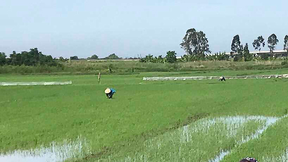 Kỹ thuật chăm sóc lúa gieo sạ