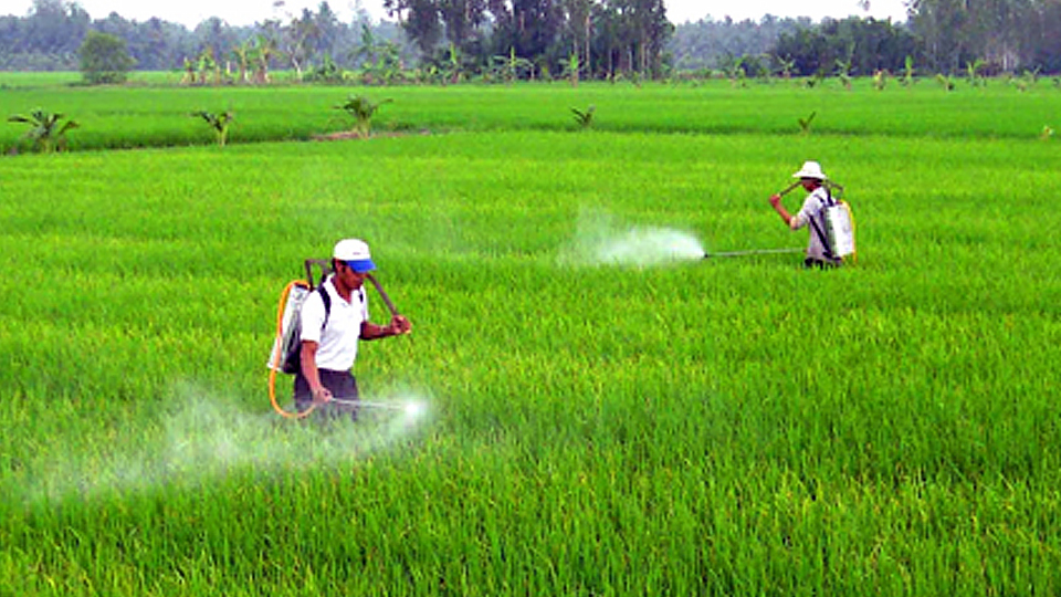 Quản lý sâu bệnh lúa hè thu (kỳ 1)