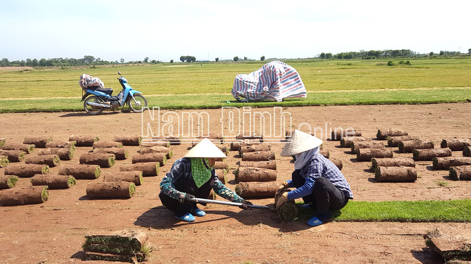 Cây cỏ Nhật trên vùng đất bãi Nam Thắng