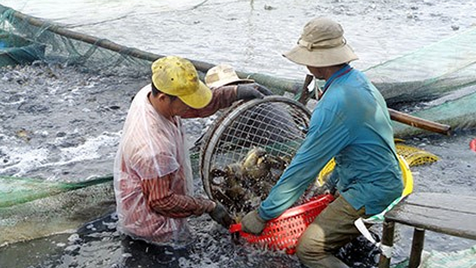 Chăm sóc và quản lý đàn cá nuôi lồng bè trên sông và hồ chứa mùa mưa lũ