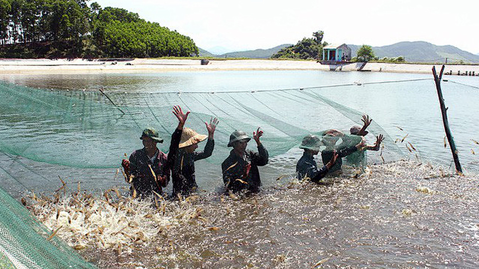 Hà Nội: Đẩy mạnh nuôi trồng thủy sản phục vụ thị trường tết