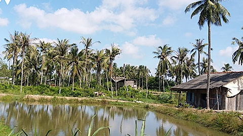 Bến Tre: Người trồng dừa được hỗ trợ 67 tỷ đồng