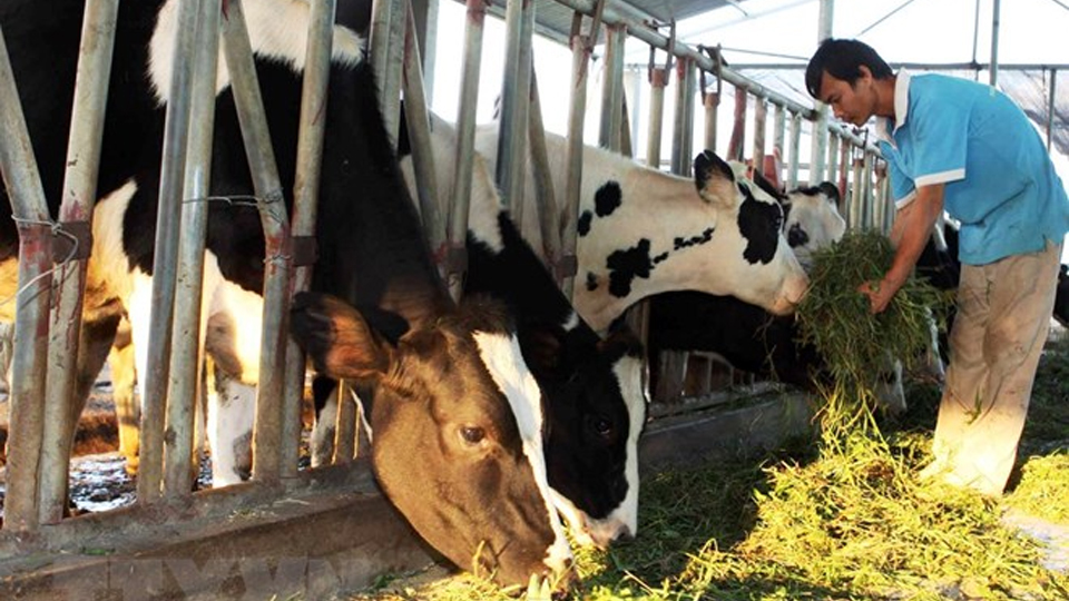 Hà Giang: Đẩy nhanh tiến độ triển khai dự án chăn nuôi bò sữa