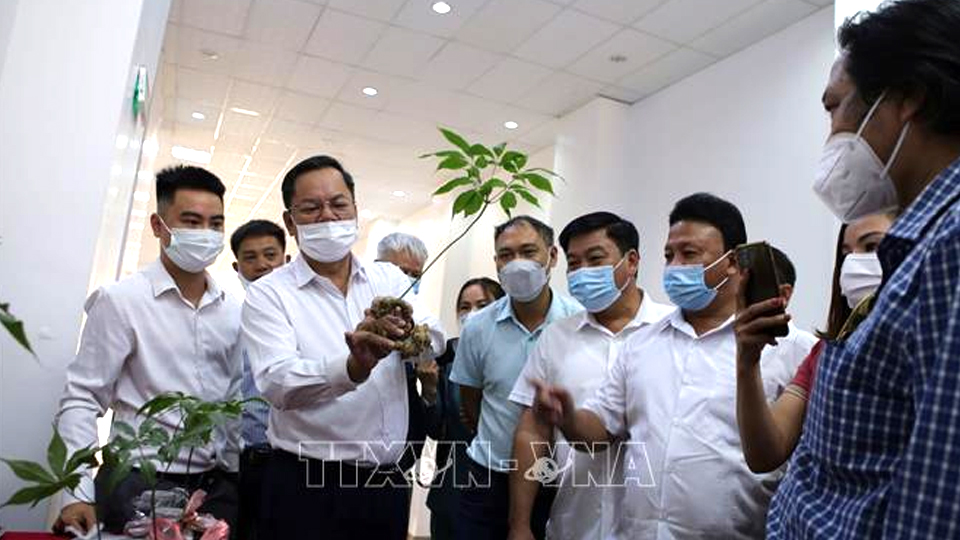 Lai Châu: Phát triển sâm trở thành cây dược liệu chủ lực