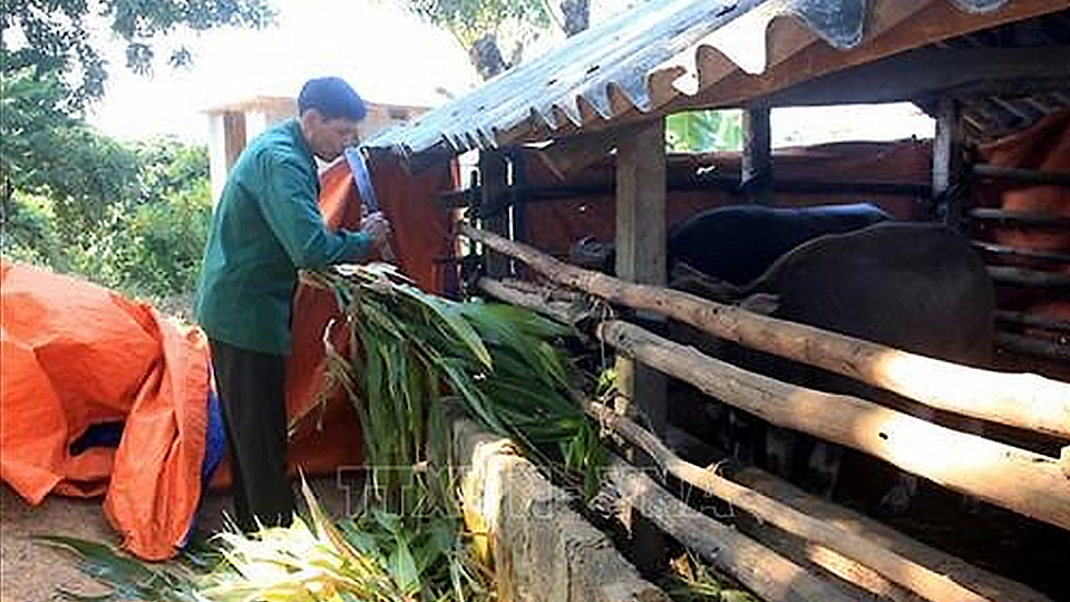 Phòng chống đói, rét cho đàn vật nuôi trong mùa đông