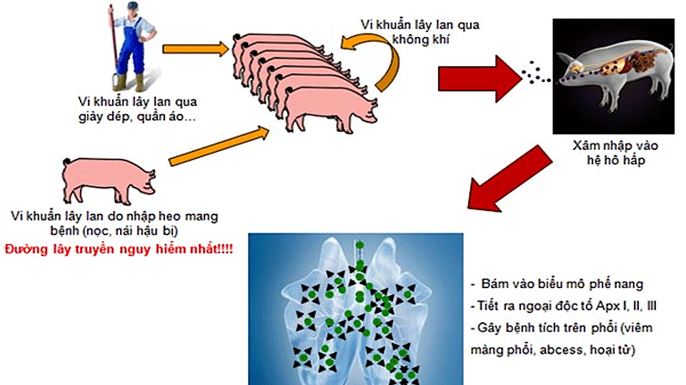 Bệnh viêm phổi - màng phổi trên lợn