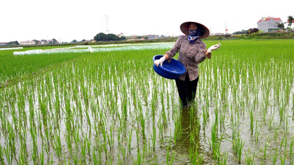 Một số biện pháp chăm sóc lúa sau gieo cấy