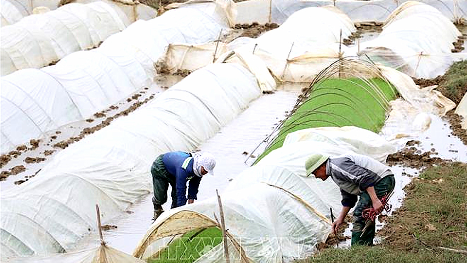 Kỹ thuật ngâm, ủ và gieo mạ vụ xuân