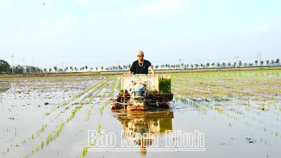 Hối hả vào vụ cấy lúa xuân