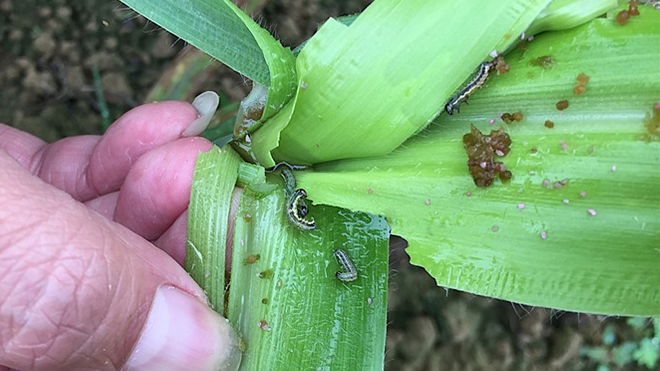 Quy trình kỹ thuật phòng, chống sâu keo mùa thu (Spodoptera frugiperda)