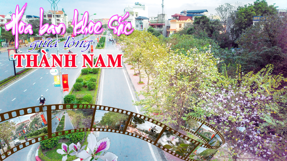 Hoa ban khoe sắc giữa lòng Thành Nam