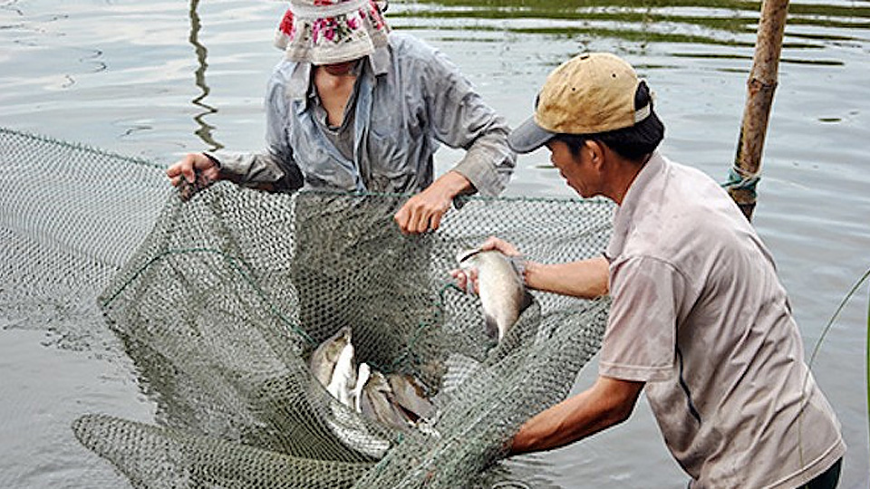 Phòng trị một số bệnh thường gặp cho cá nuôi