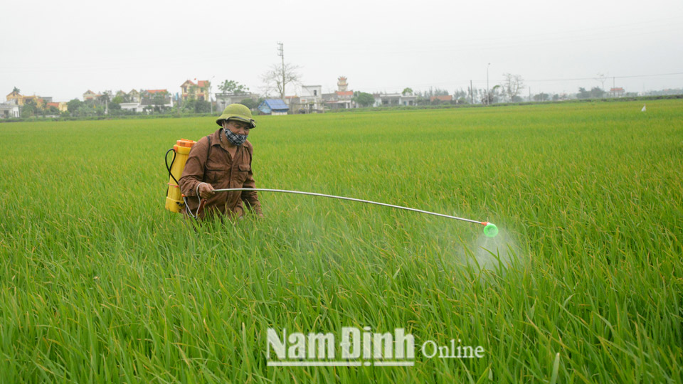 Chủ động phòng trừ sâu bệnh cuối vụ