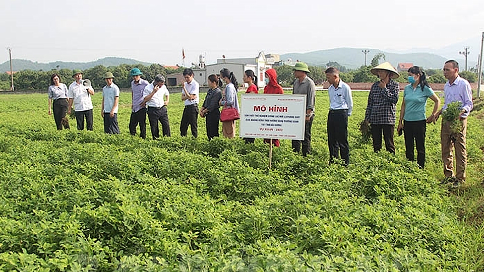 Hải Dương: Giống lạc L29 cho năng suất cao