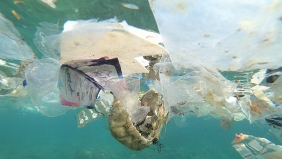 Báo động ô nhiễm rác thải nhựa tại các vùng biển ngoài khơi Australia