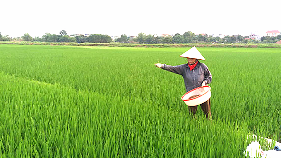 Chăm sóc lúa mùa giai đoạn làm đòng