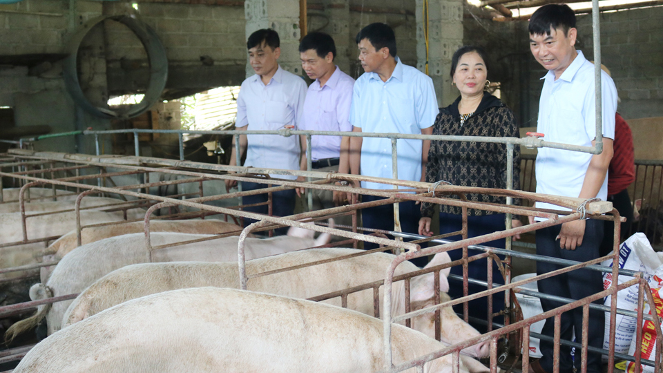 Thái Nguyên: Đẩy mạnh phong trào nông dân sản xuất, kinh doanh giỏi