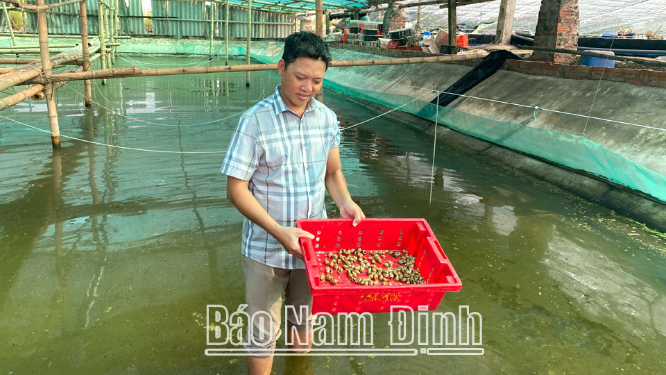 Làm giàu từ mô hình nuôi ốc hương trong nhà lưới