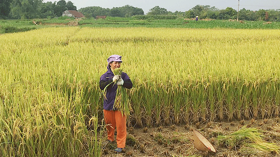 Thái Nguyên: Năng suất lúa mùa ước đạt 55,3 tạ/ha