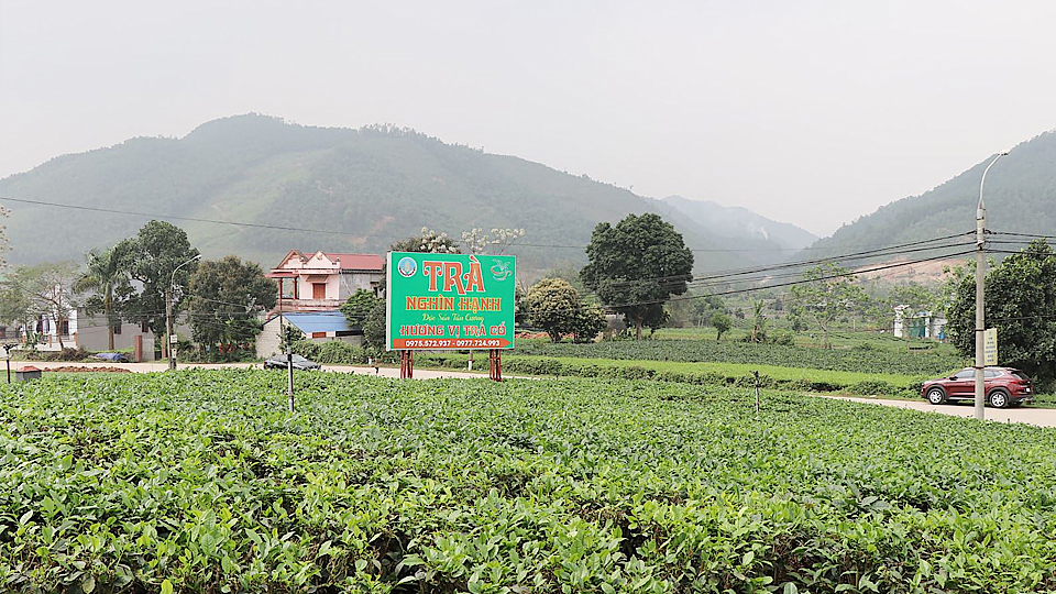 Thái Nguyên: Bảo tồn và phát triển vùng chè đặc sản Tân Cương