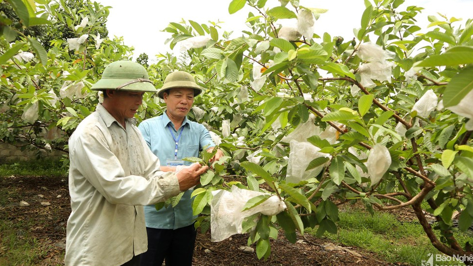 Nghệ An:  Lựa chọn 25 vườn vào chung khảo "Vườn chuẩn nông thôn mới đẹp"