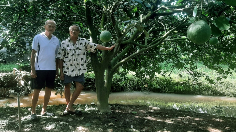 Bến Tre: Sẵn sàng xuất khẩu sang Mỹ lô bưởi da xanh đầu tiên