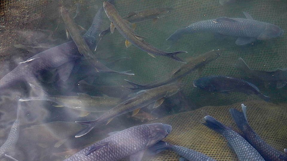 Hòa Bình: Xây dựng thương hiệu cá sông Đà