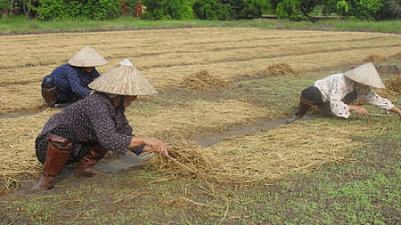 Nông dân xã Hải Tân (Hải Hậu) sử dụng rơm, rạ che phủ rau màu.